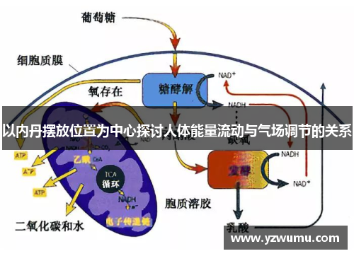 以内丹摆放位置为中心探讨人体能量流动与气场调节的关系